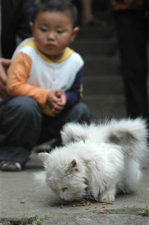  Di Cina Ditemukan Kucing Bersayap!