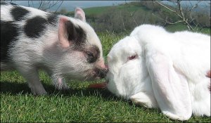 pig-and-bunny1_682_792161a