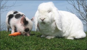 pig-and-bunny2_682_792119a
