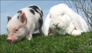 pig-and-bunny3_682_792175a
