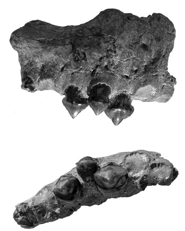 090626-02-mega-piranha-teeth-fossils_big