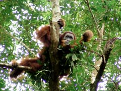 Orangutan di hutan Ketambe