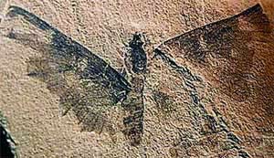Fosil kupu-kupu berumur 100 juta tahun, ditemukan di Provinsi Gansu, Tiongkok. (INTERNET)